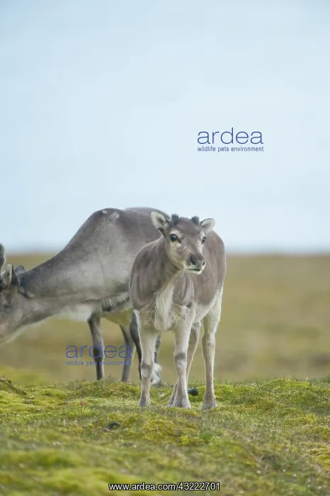 : Norway, Spitsbergen, St. Jonsfjorden. Svalbard : Norway, Spitsbergen, St. Jonsfjorden. Svalbard