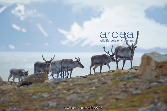 : Norway, Spitsbergen, St. Jonsfjorden. Svalbard : Norway, Spitsbergen, St. Jonsfjorden. Svalbard
