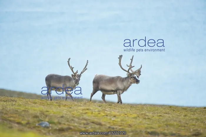 : Norway, Spitsbergen, St. Jonsfjorden. Svalbard : Norway, Spitsbergen, St. Jonsfjorden. Svalbard