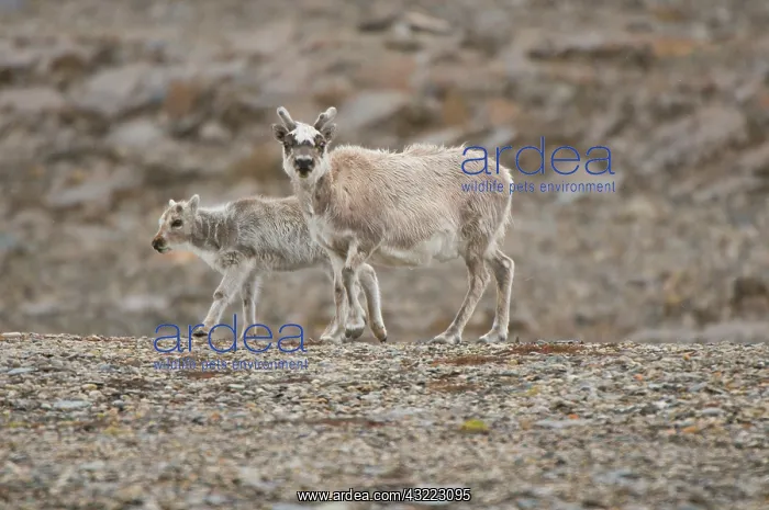 : Norway, Spitsbergen. Svalbard reindeer (Rangifer : Norway, Spitsbergen. Svalbard reindeer (Rangifer