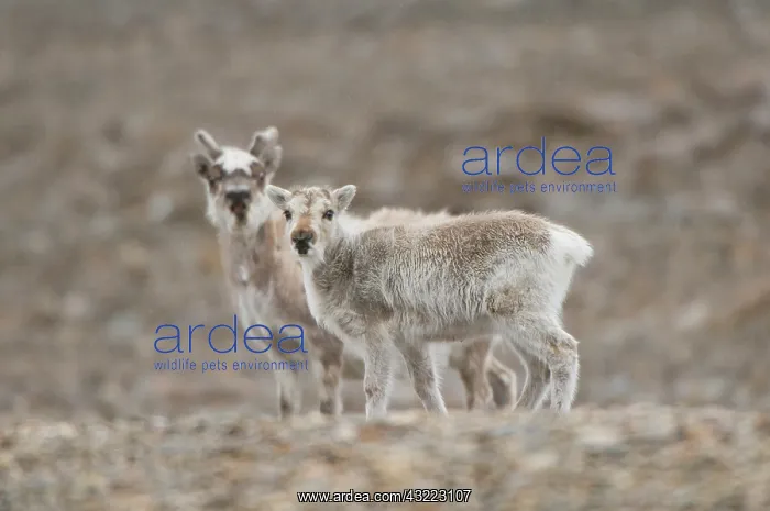 : Norway, Spitsbergen. Svalbard reindeer (Rangifer : Norway, Spitsbergen. Svalbard reindeer (Rangifer