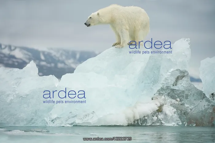 : Norway, Spitsbergen, Woodfjorden. Adult : Norway, Spitsbergen, Woodfjorden. Adult