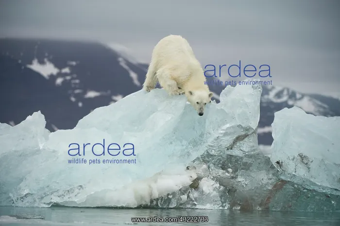 : Norway, Spitsbergen, Woodfjorden. Adult : Norway, Spitsbergen, Woodfjorden. Adult