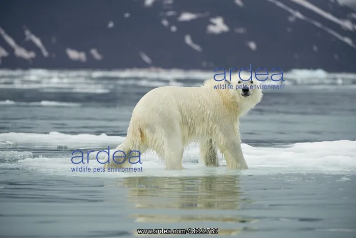 : Norway, Spitsbergen, Woodfjorden. Polar : Norway, Spitsbergen, Woodfjorden. Polar
