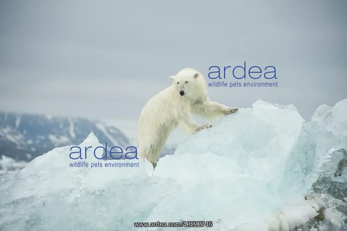  : Norway, Spitsbergen, Woodfjorden. Polar
