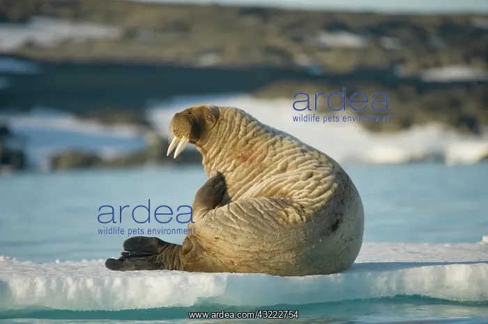 : Norway, Spitsbergen, Zeipelbukta. Walrus : Norway, Spitsbergen, Zeipelbukta. Walrus