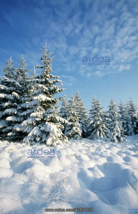 : Norway Spruce : Norway Spruce