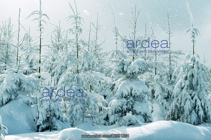 : Norway Spruce : Norway Spruce