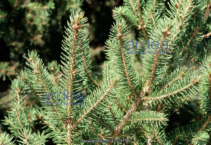  : NORWAY SPRUCE