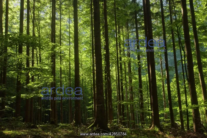 : Norway Spruce - and Beech (Fagus sylvatica) forest : Norway Spruce - and Beech (Fagus sylvatica) forest
