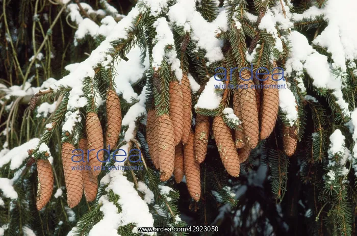 : NORWAY SPRUCE - C / U AND SNOW : NORWAY SPRUCE - C / U AND SNOW