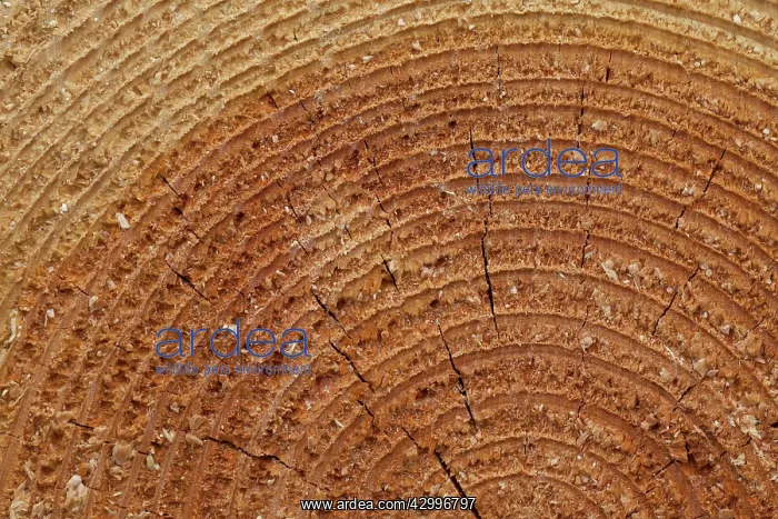 : Norway Spruce, Common Spruce - woodpile - Germany : Norway Spruce, Common Spruce - woodpile - Germany