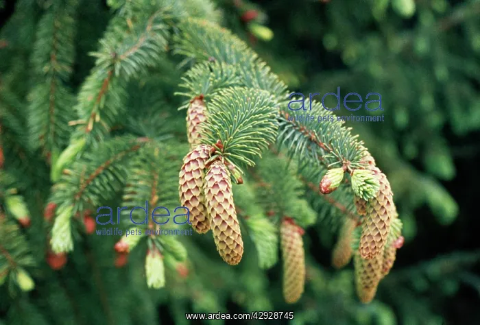 : NORWAY SPRUCE CONES : NORWAY SPRUCE CONES