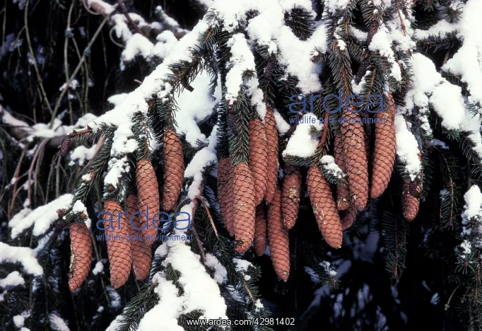 : Norway Spruce - Cones under snow : Norway Spruce - Cones under snow