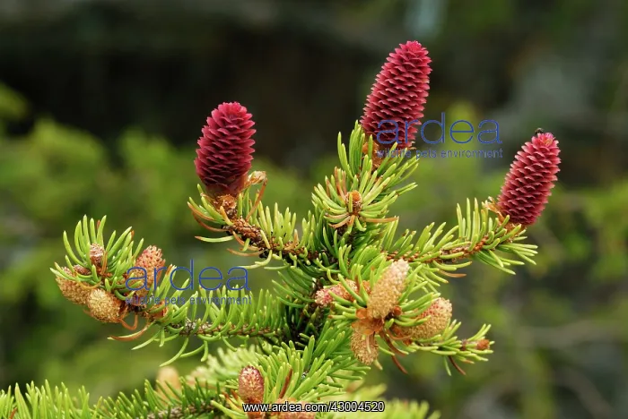 : Norway Spruce European Spruce Common Spruce female fir cone : Norway Spruce European Spruce Common Spruce female fir cone