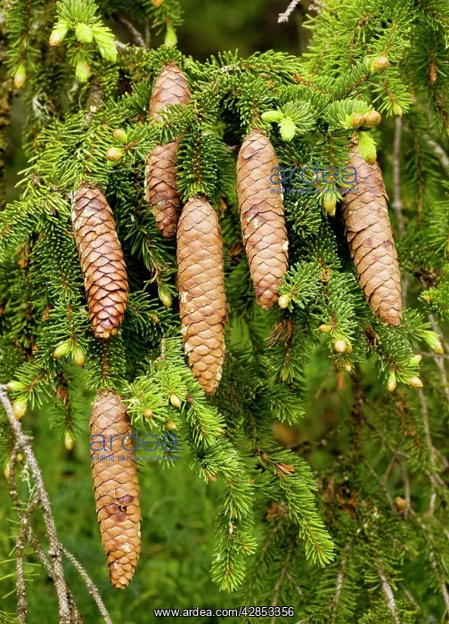 : Norway Spruce - female cones : Norway Spruce - female cones