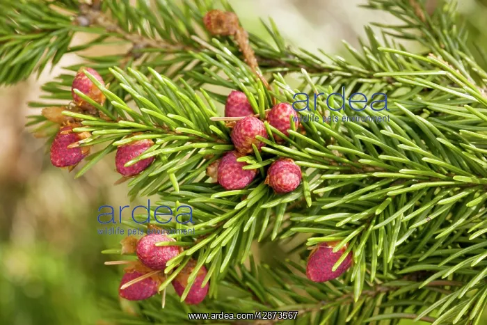 : Norway spruce in flower : Norway spruce in flower