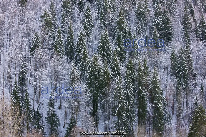 : Norway Spruce forest in winter snow : Norway Spruce forest in winter snow