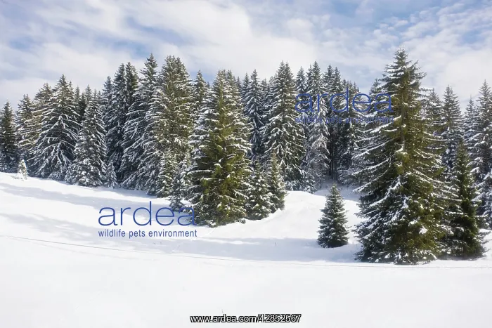 : Norway Spruce forest in winter snow : Norway Spruce forest in winter snow
