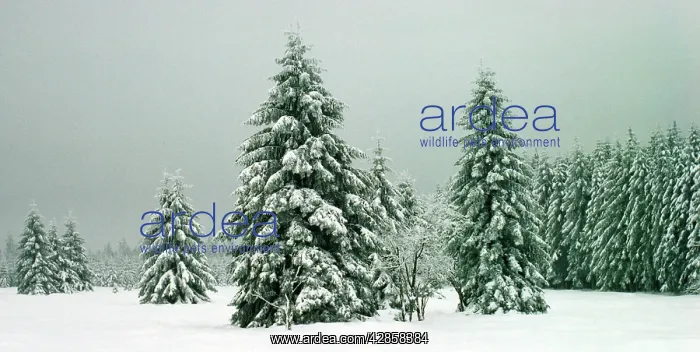 : Norway Spruce - in heavy snow : Norway Spruce - in heavy snow