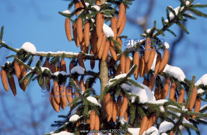  : Norway SPRUCE - Ripened fir cones in winter