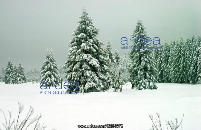: NORWAY SPRUCE - in snow : NORWAY SPRUCE - in snow