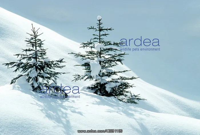 : Norway Spruce Tree : Norway Spruce Tree