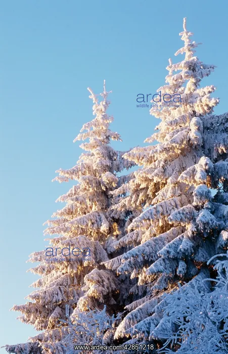 : Norway Spruce Tree : Norway Spruce Tree
