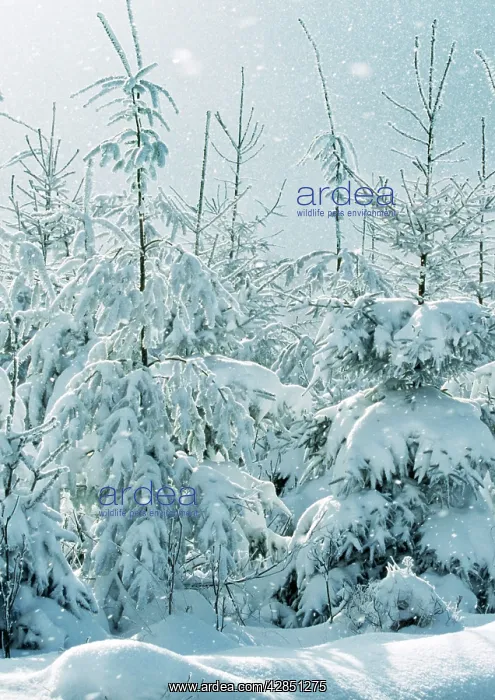 : Norway Spruce Tree : Norway Spruce Tree