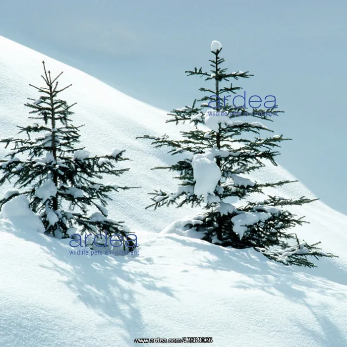 : Norway Spruce Tree : Norway Spruce Tree