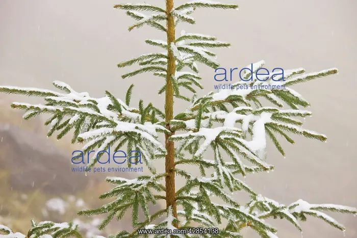 : Norway Spruce tree covered with light snow and : Norway Spruce tree covered with light snow and
