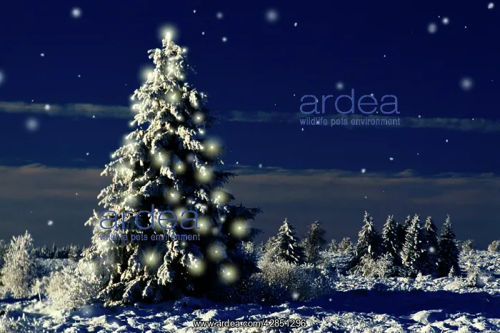 : Norway Spruce Tree - with lights on : Norway Spruce Tree - with lights on