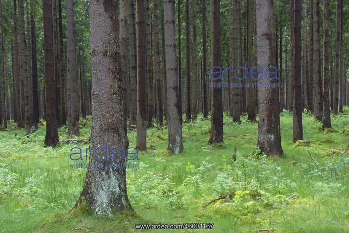 : Norway Spruce - tree trunks - Harz National Park - Germany : Norway Spruce - tree trunks - Harz National Park - Germany