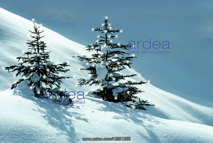 : Norway Spruce Tree - Young trees in snow, winter : Norway Spruce Tree - Young trees in snow, winter