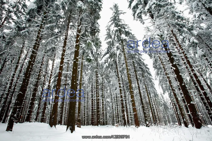 : Norway Spruce - trees covered in snow and ice : Norway Spruce - trees covered in snow and ice