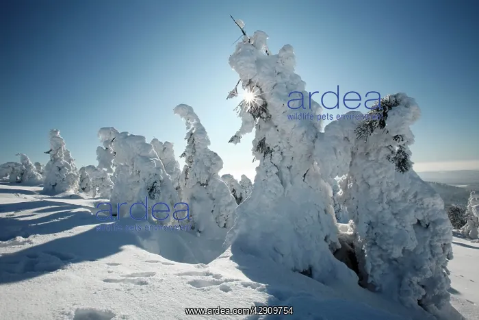 : Norway Spruce - trees covered in snow and ice : Norway Spruce - trees covered in snow and ice