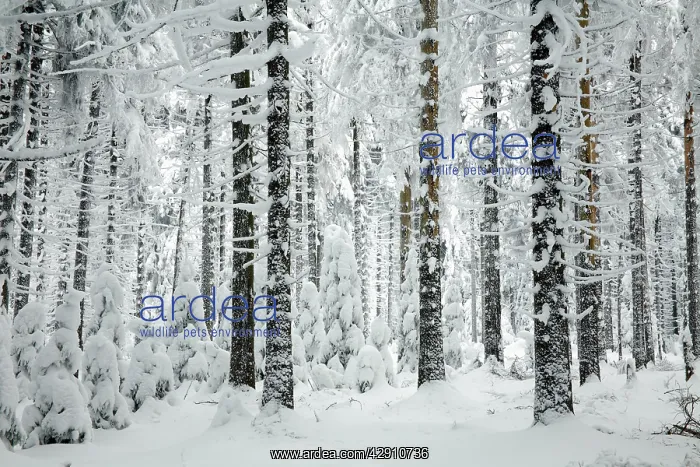 : Norway Spruce - trees covered in snow and ice : Norway Spruce - trees covered in snow and ice