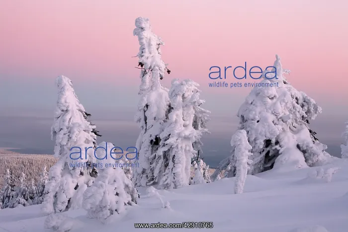 : Norway Spruce - trees covered in snow and ice : Norway Spruce - trees covered in snow and ice