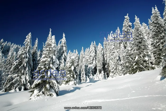 : Norway Spruce Trees - covered in winter snow : Norway Spruce Trees - covered in winter snow