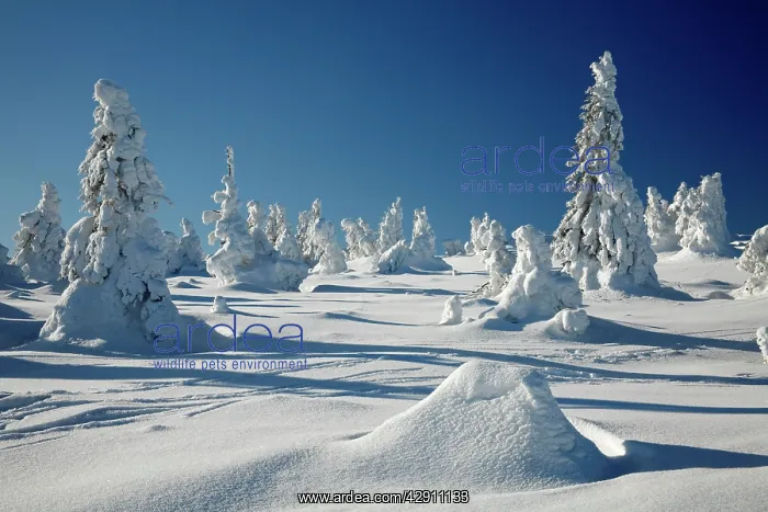  : Norway Spruce Trees - covered in winter snow