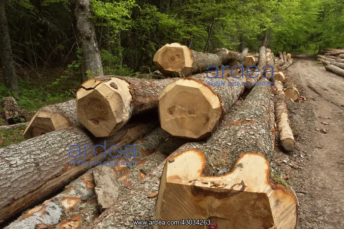 : Norway Spruce Trees large felled trunks Vercors : Norway Spruce Trees large felled trunks Vercors