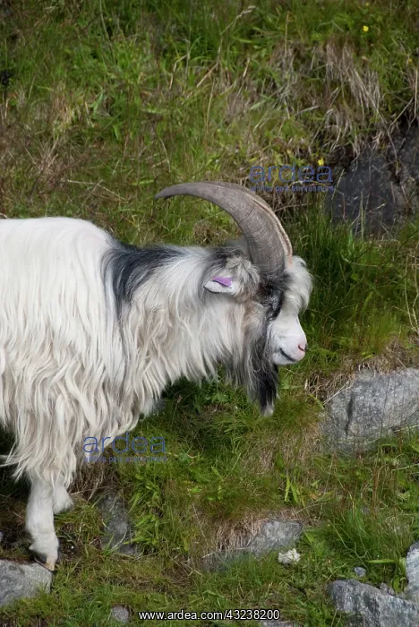 : Norway, Stavanger, Lysefjord (aka Lyse Fjord) : Norway, Stavanger, Lysefjord (aka Lyse Fjord)