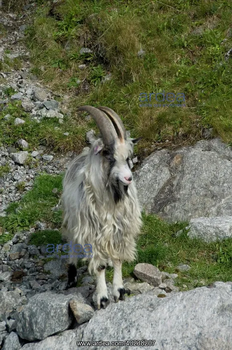 : Norway, Stavanger, Lysefjord (aka Lyse Fjord) : Norway, Stavanger, Lysefjord (aka Lyse Fjord)