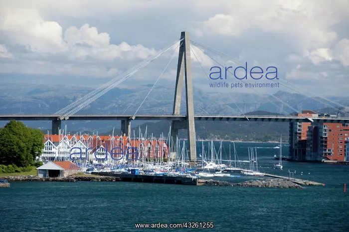 : Norway, Stavanger. Sailboats in the port : Norway, Stavanger. Sailboats in the port