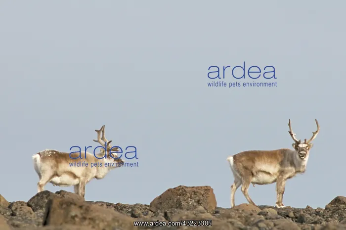 : Norway, Svalbard Archipelago, Spitsbergen : Norway, Svalbard Archipelago, Spitsbergen