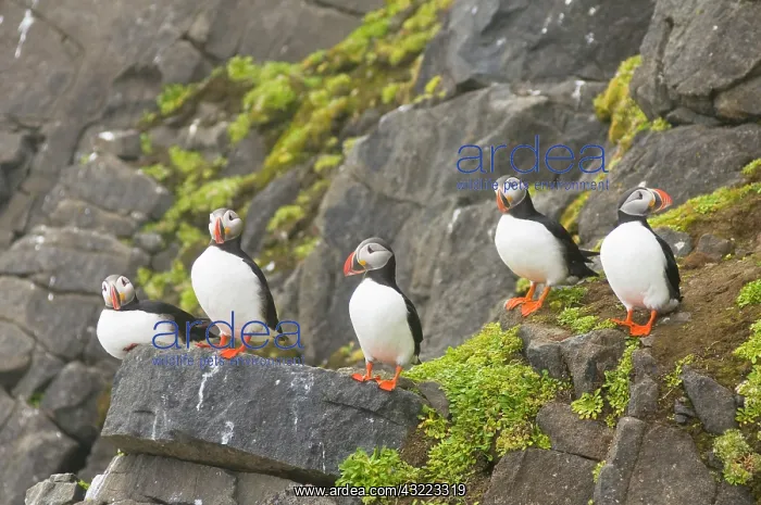 : Norway, Svalbard Archipelago, Spitsbergen : Norway, Svalbard Archipelago, Spitsbergen