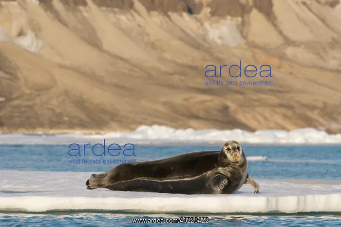 : Norway, Svalbard Archipelago, Spitsbergen : Norway, Svalbard Archipelago, Spitsbergen