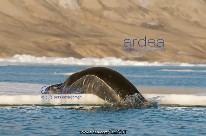 : Norway, Svalbard Archipelago, Spitsbergen : Norway, Svalbard Archipelago, Spitsbergen