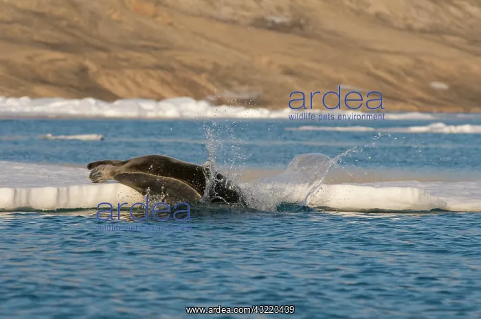 : Norway, Svalbard Archipelago, Spitsbergen : Norway, Svalbard Archipelago, Spitsbergen