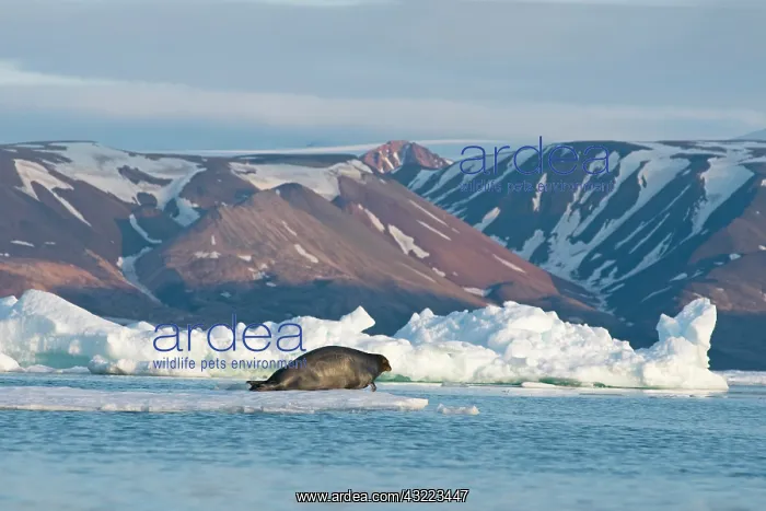 : Norway, Svalbard Archipelago, Spitsbergen : Norway, Svalbard Archipelago, Spitsbergen